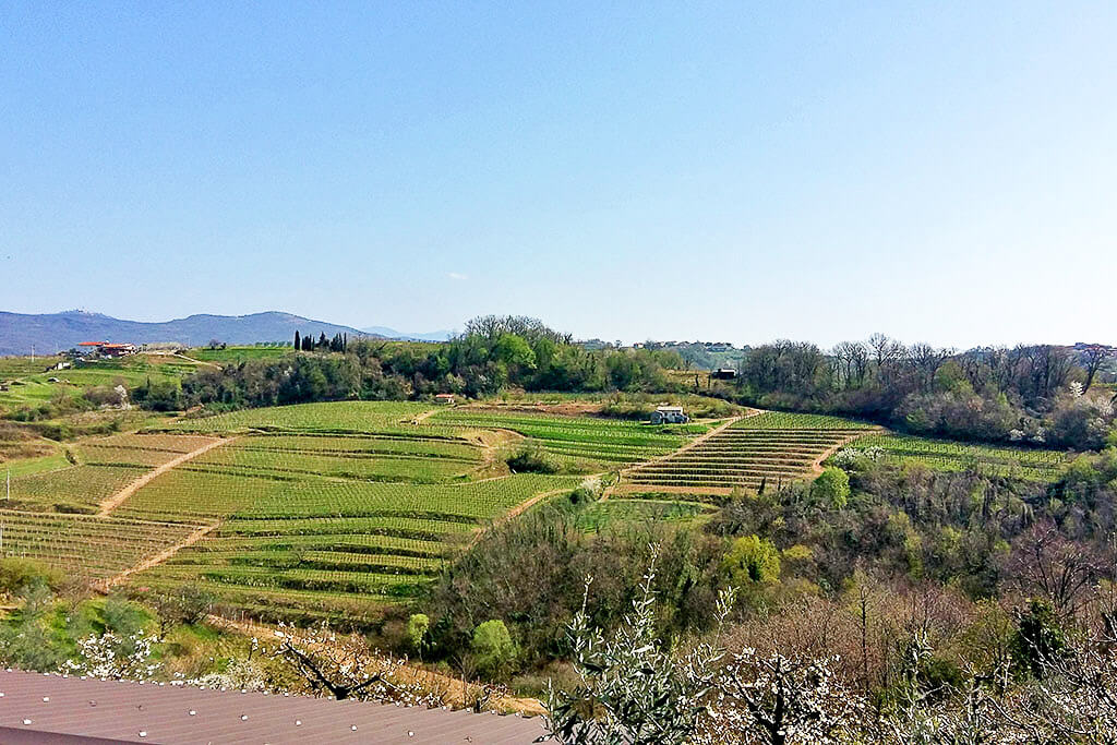 Wine Tasting in Goriška Brda, Slovenia | www.vibrantplate.com